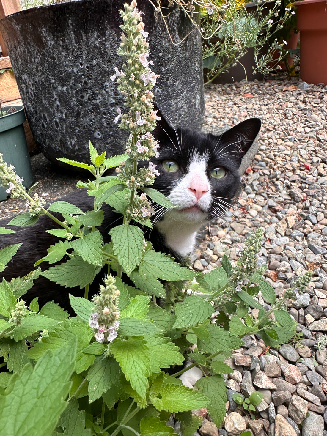 Squeezy's Catnip Craze