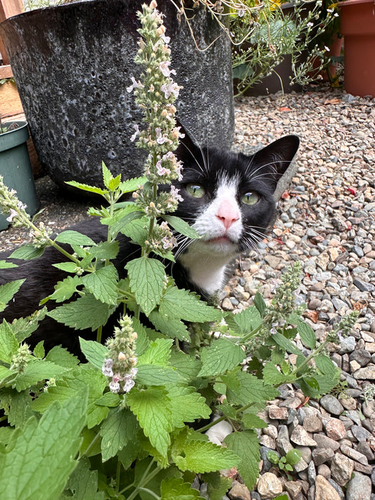 Squeezy's Catnip Craze